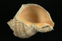 紅皺岩螺藏品圖，第3張